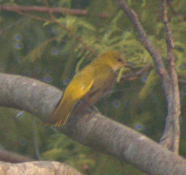 Indian Golden Oriole - ML635072943