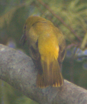 Indian Golden Oriole - ML635072944