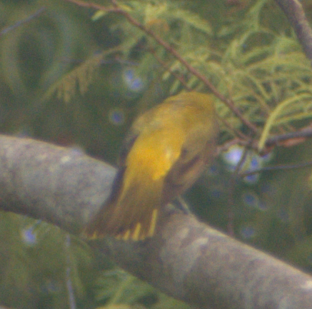 Indian Golden Oriole - ML635072945