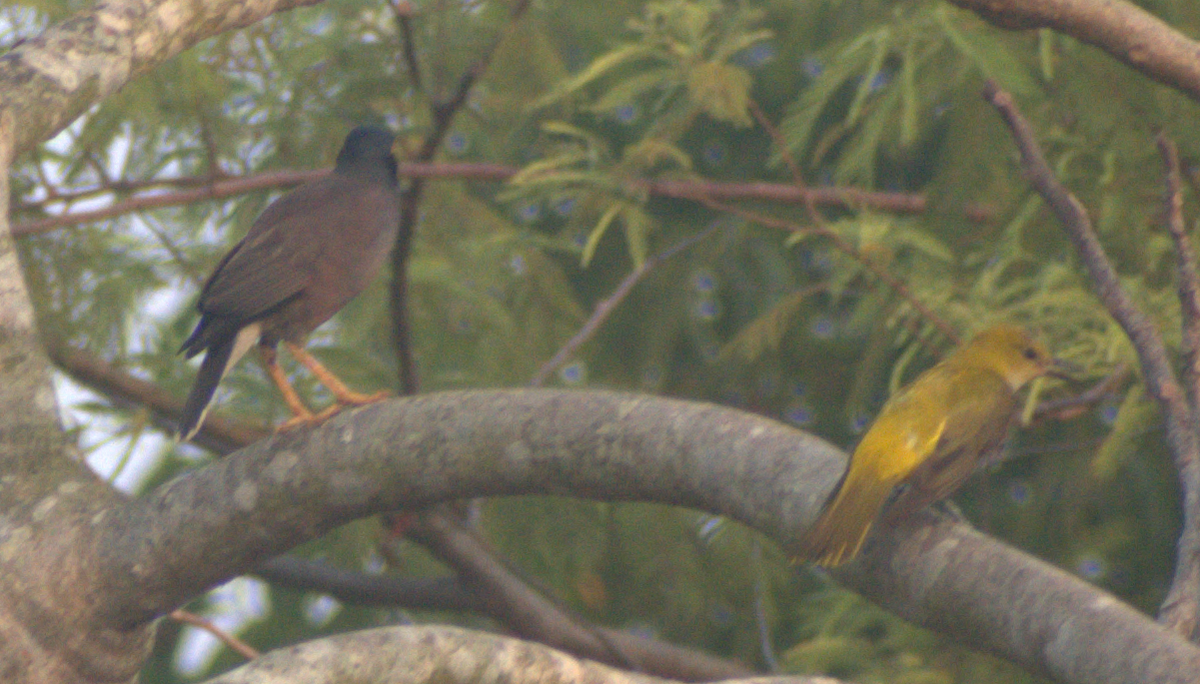Indian Golden Oriole - ML635072946