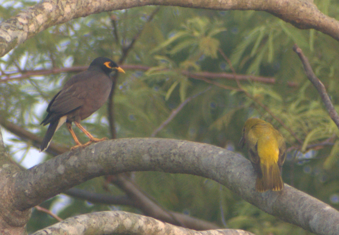 Indian Golden Oriole - ML635072947