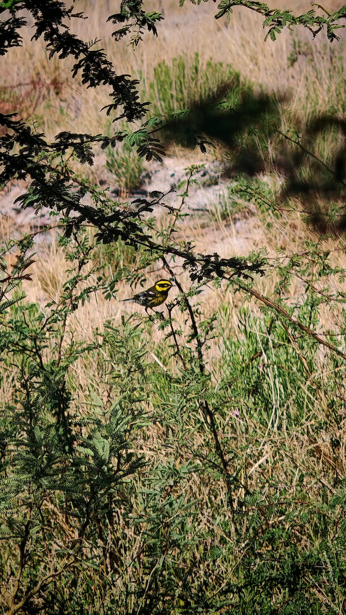 Townsend's Warbler - ML635073052