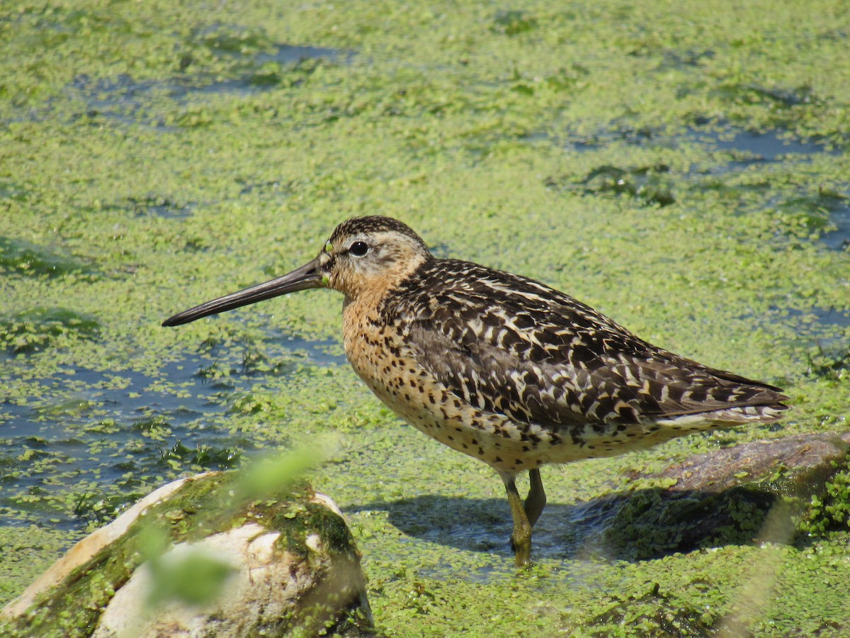 Short-billed Dowitcher - ML63507311