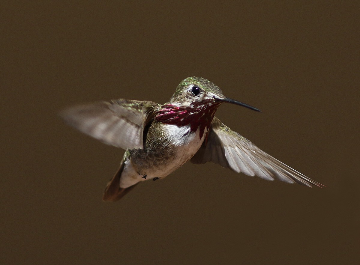 Calliope Hummingbird - ML63507321