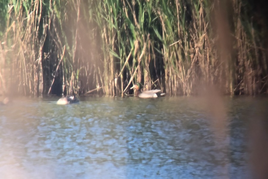 Gadwall x Mallard (hybrid) - ML635073292