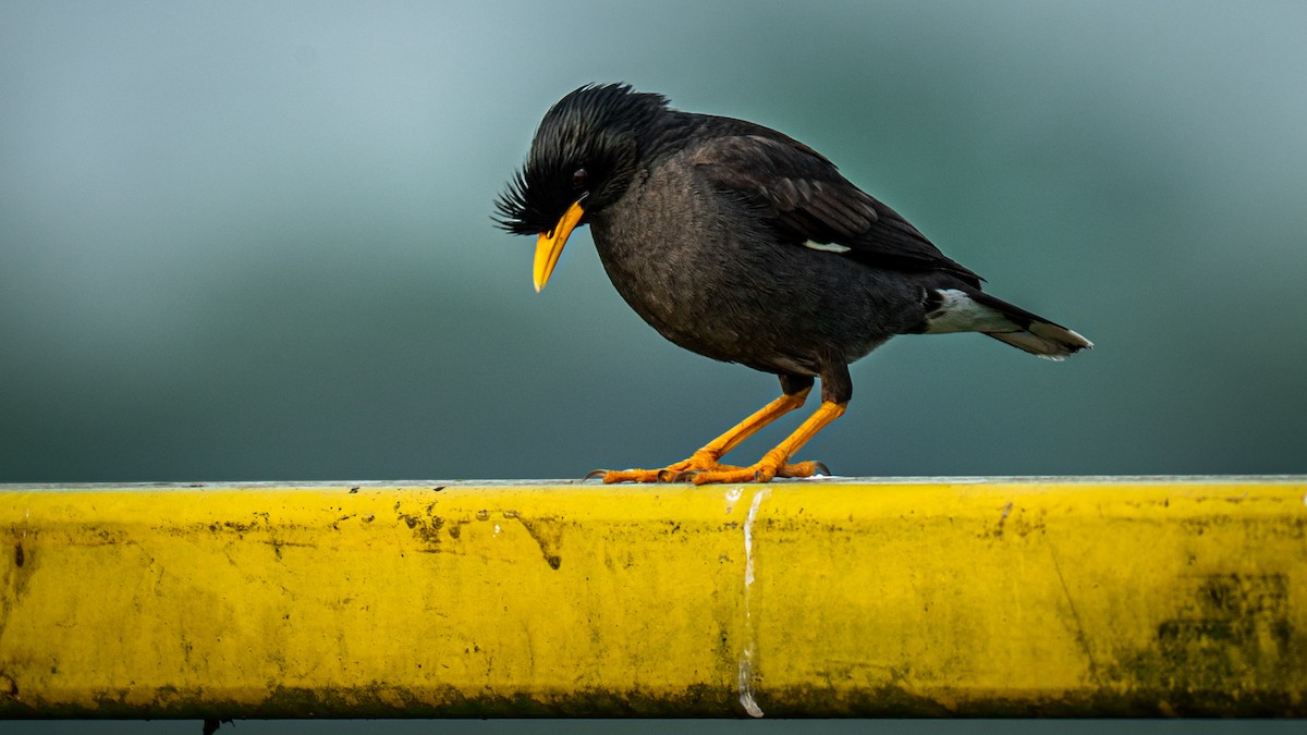 Great Myna - ML635073489