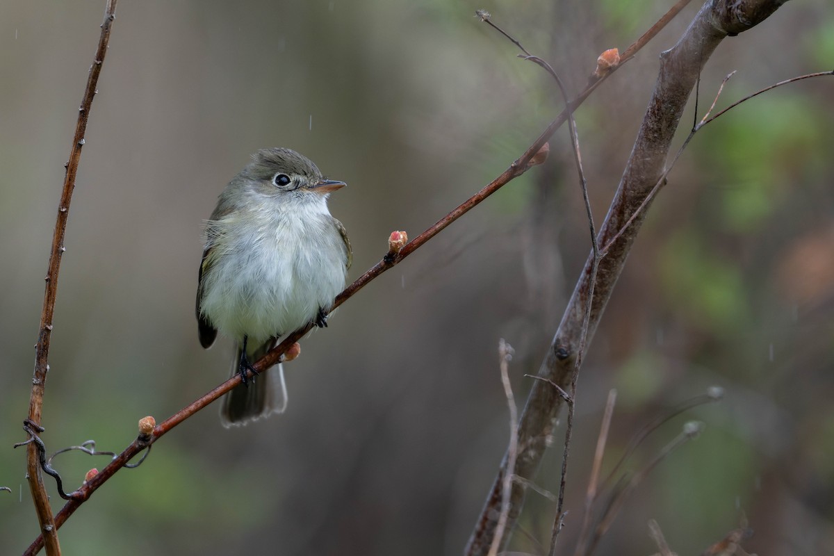 Least Flycatcher - ML635073597