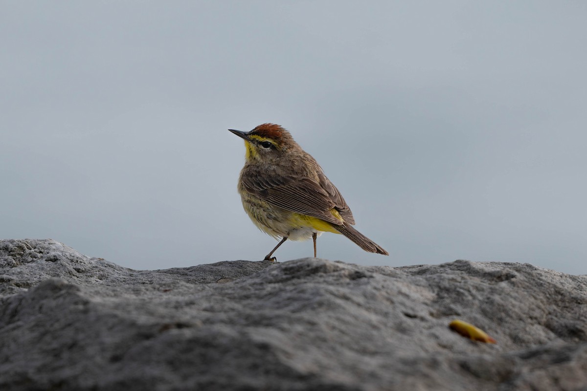 Palm Warbler - ML635073635