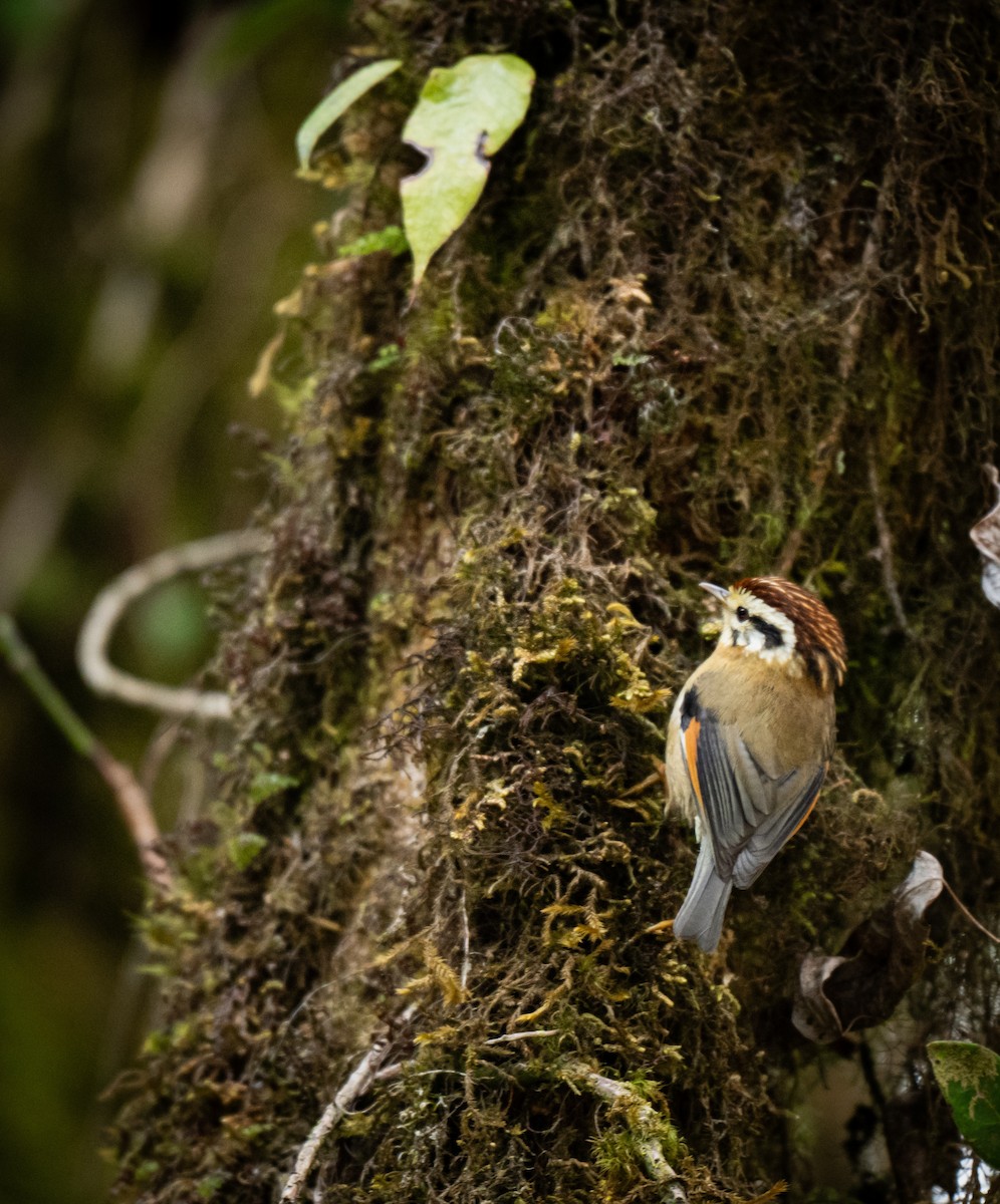 Rufous-winged Fulvetta - ML635073639