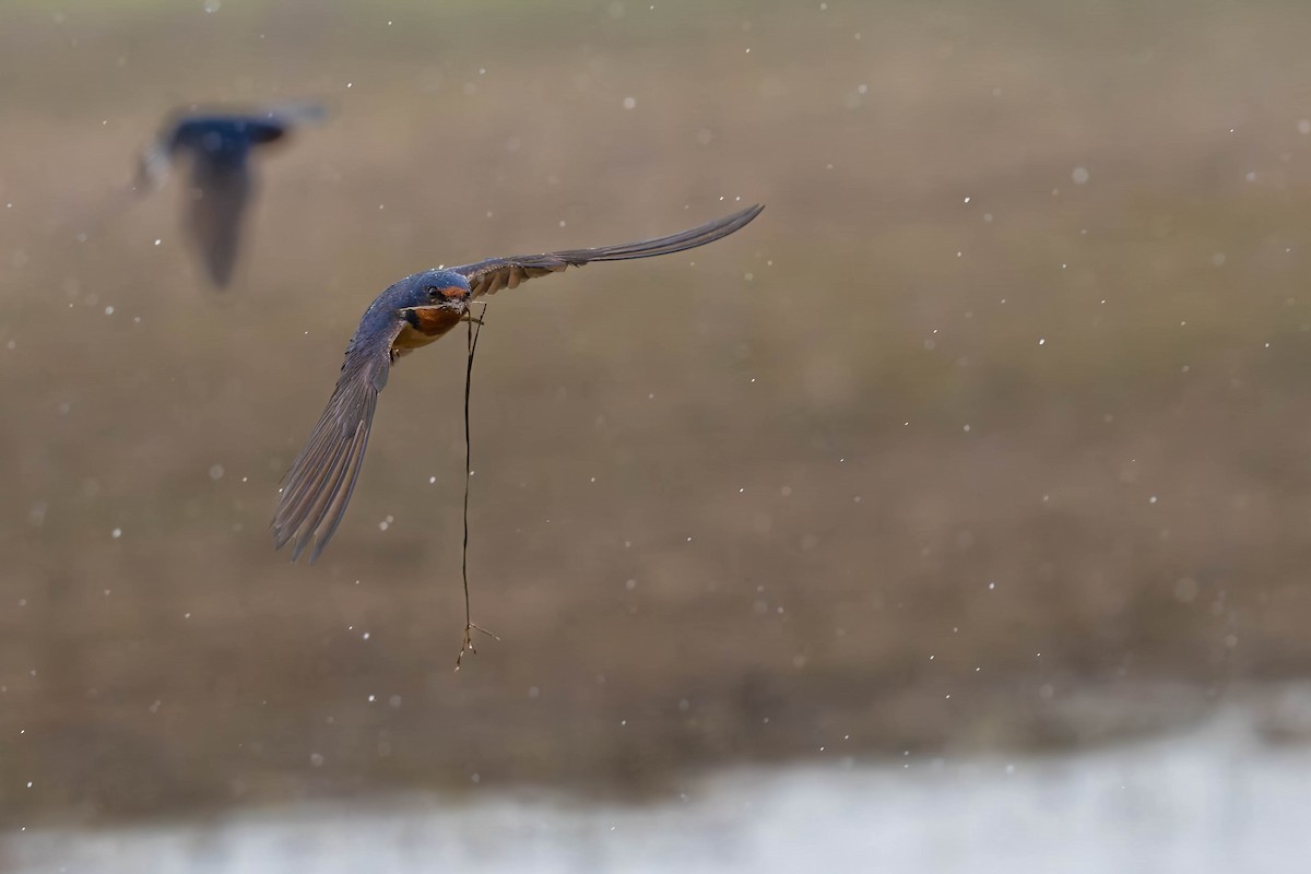 Barn Swallow - ML635073681