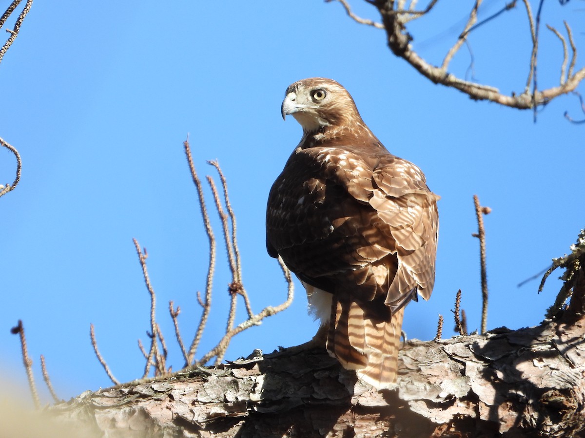 Red-tailed Hawk - ML635073702