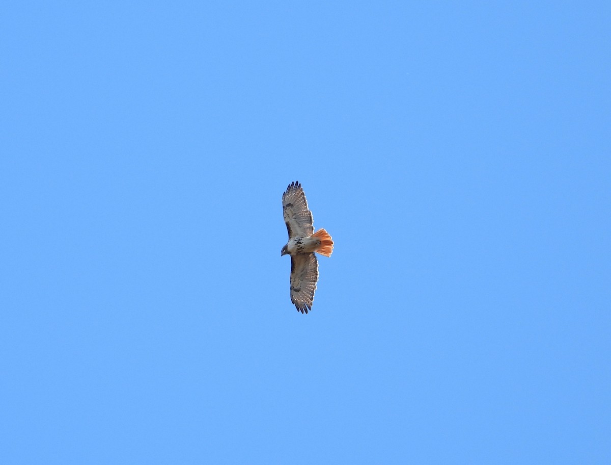 Red-tailed Hawk - ML635073705