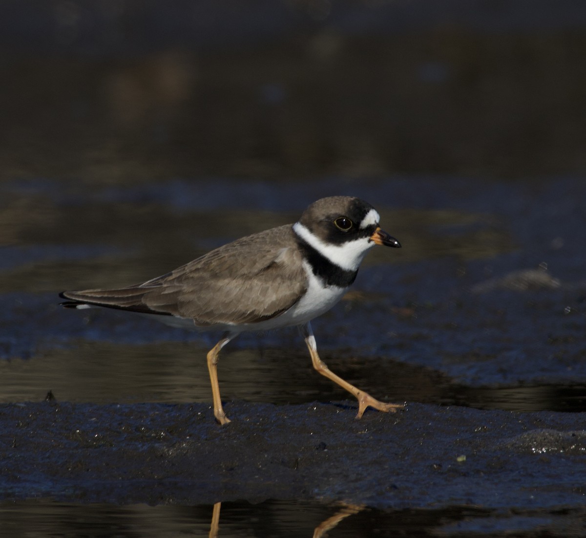 Semipalmated Plover - ML635073715