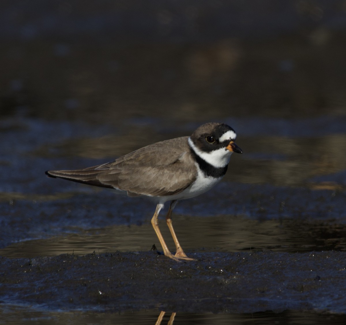 Semipalmated Plover - ML635073716