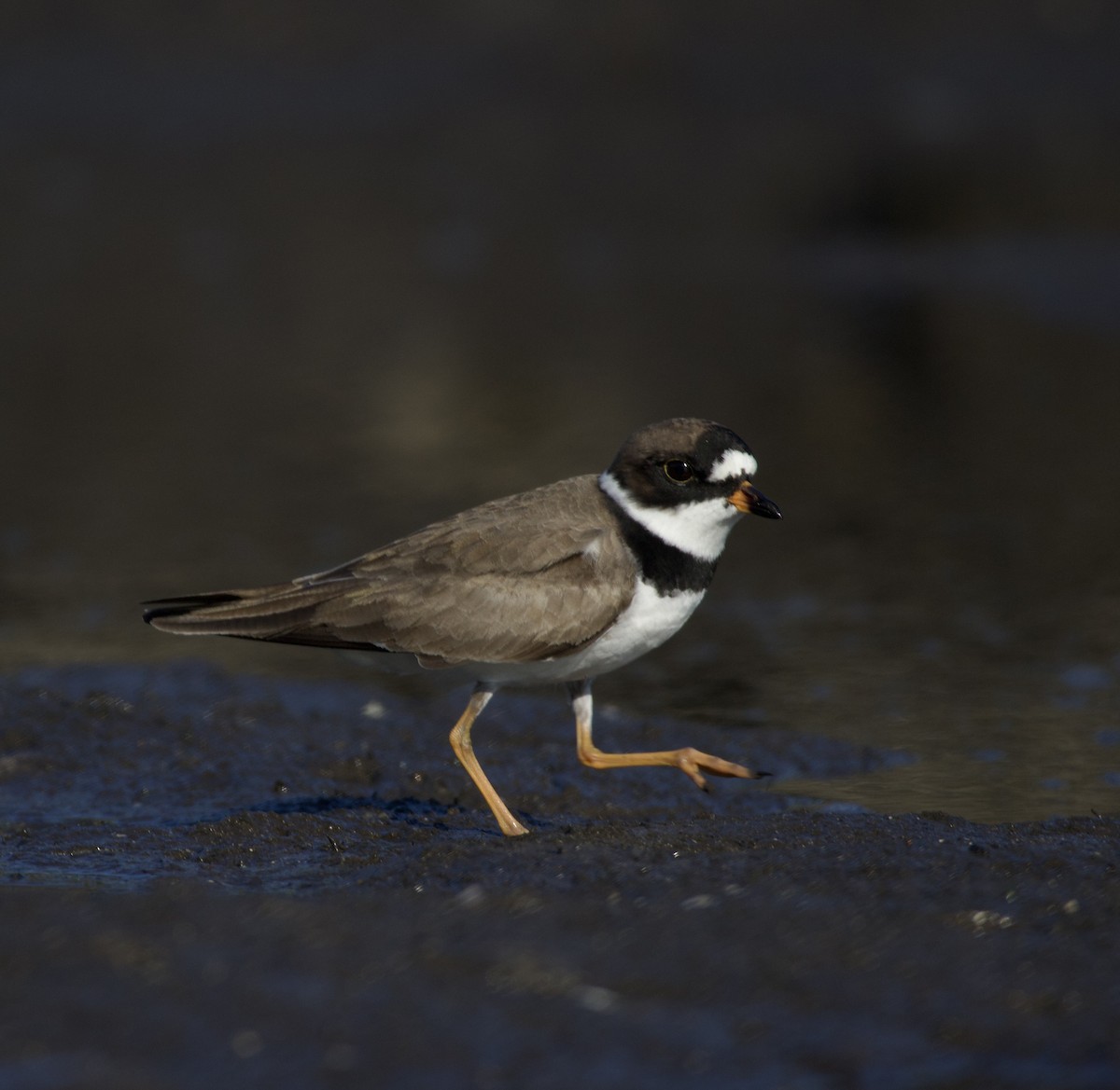 Semipalmated Plover - ML635073717