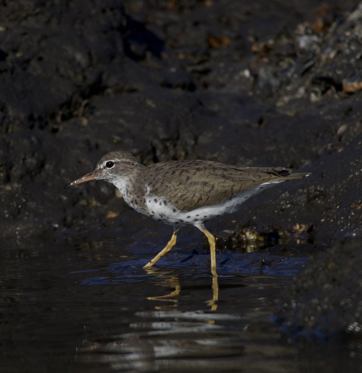 Spotted Sandpiper - ML635073723