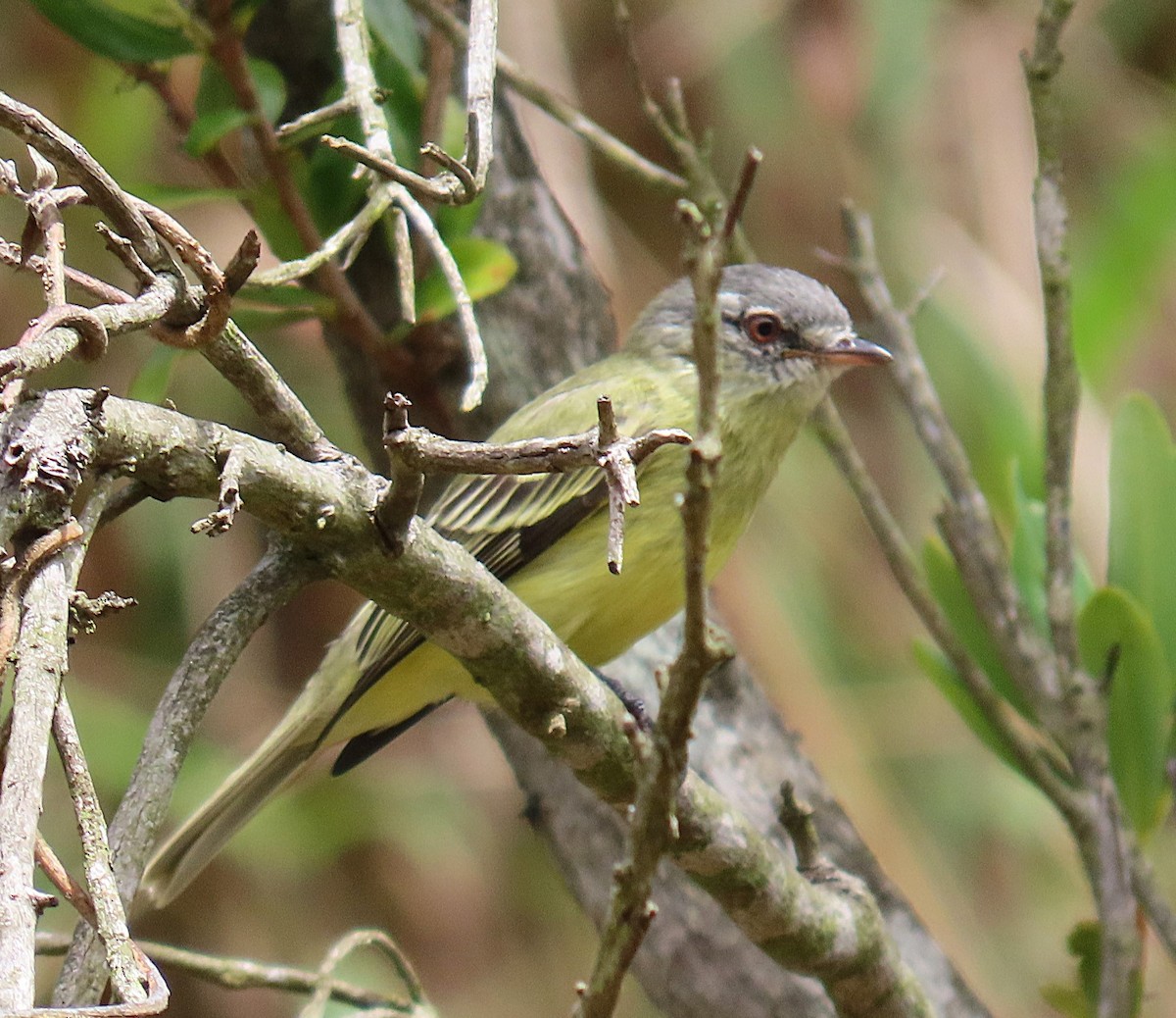 White-fronted Tyrannulet - ML635073732