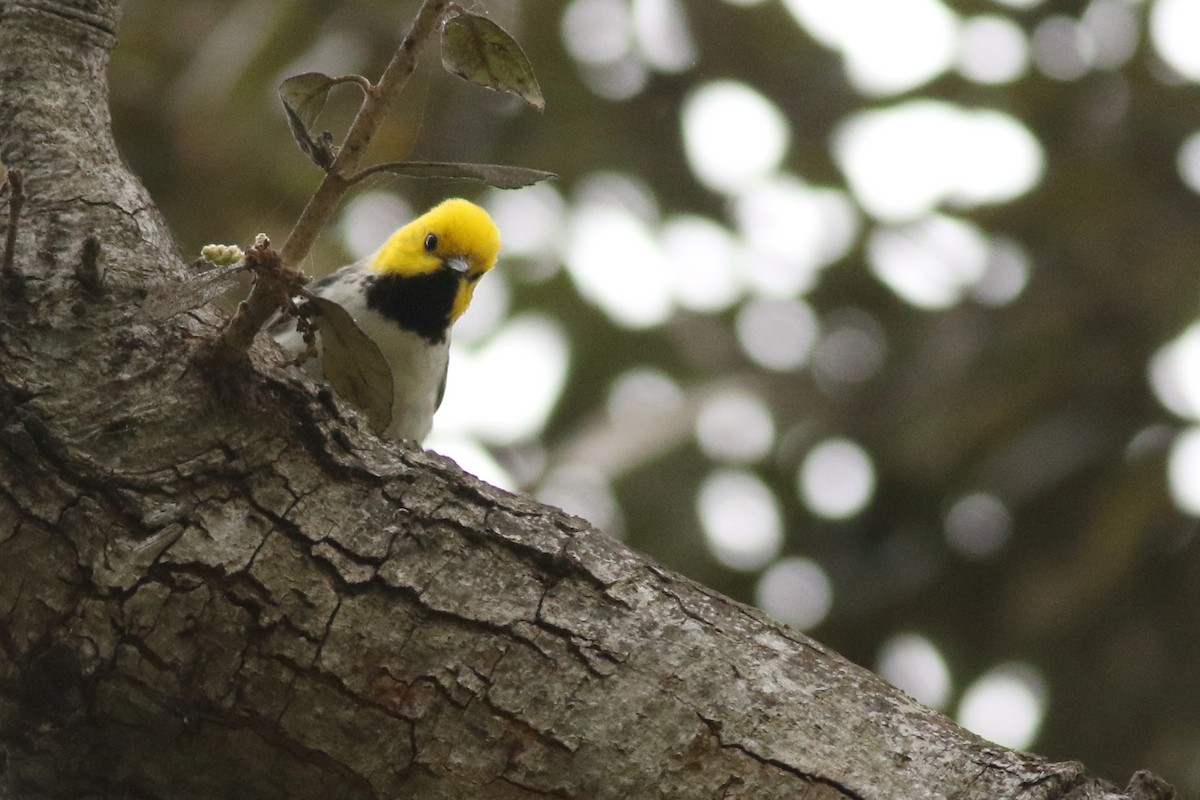 Hermit Warbler - ML635073736