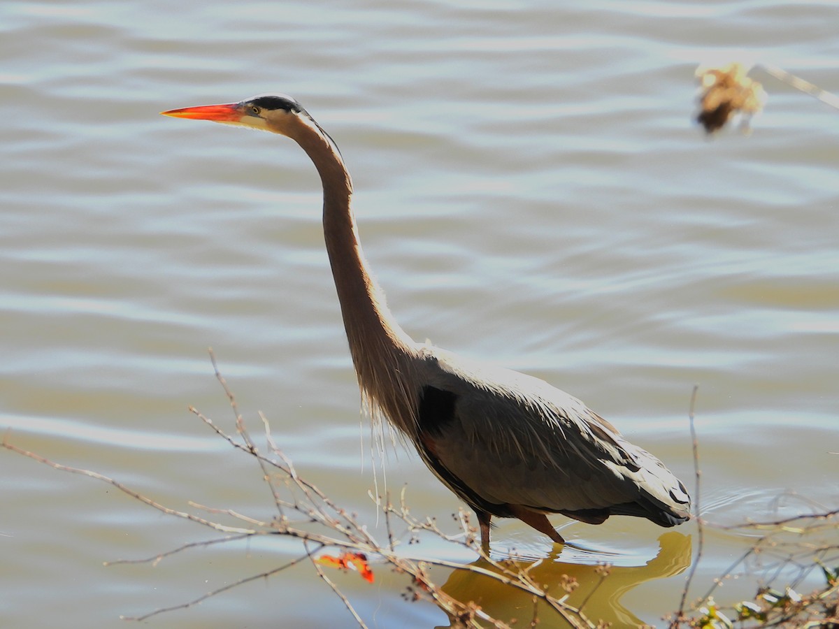 Great Blue Heron - ML635073800