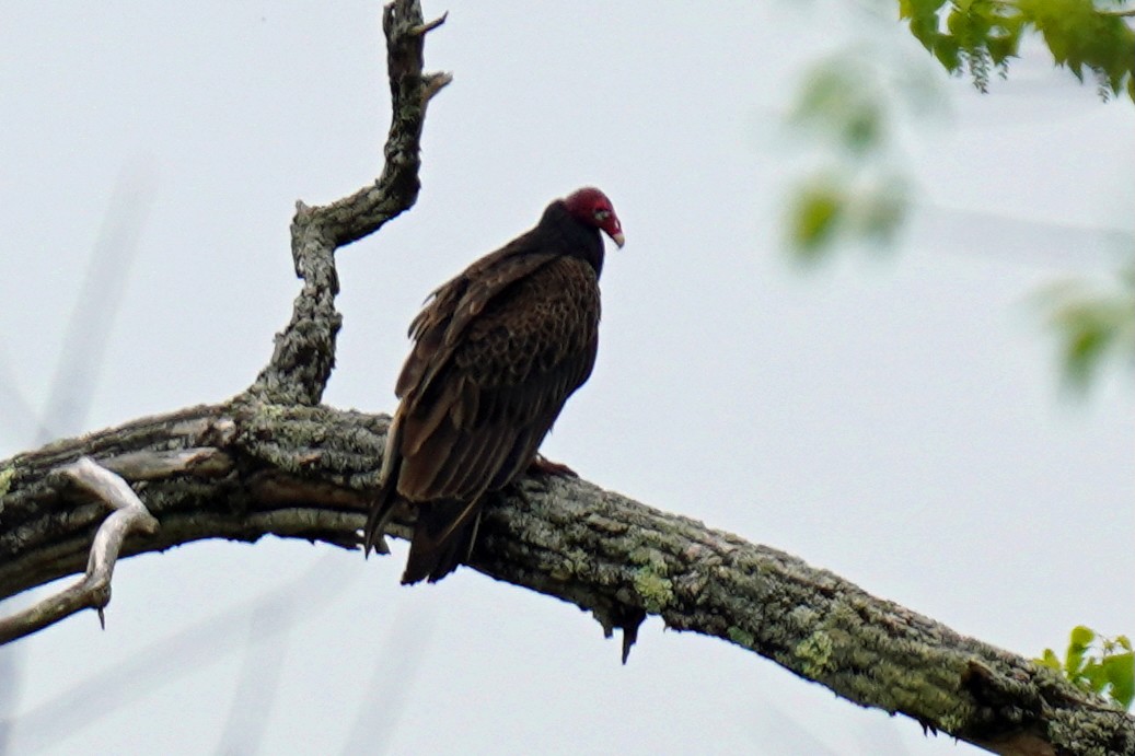 Hindi Akbabası - ML635073851