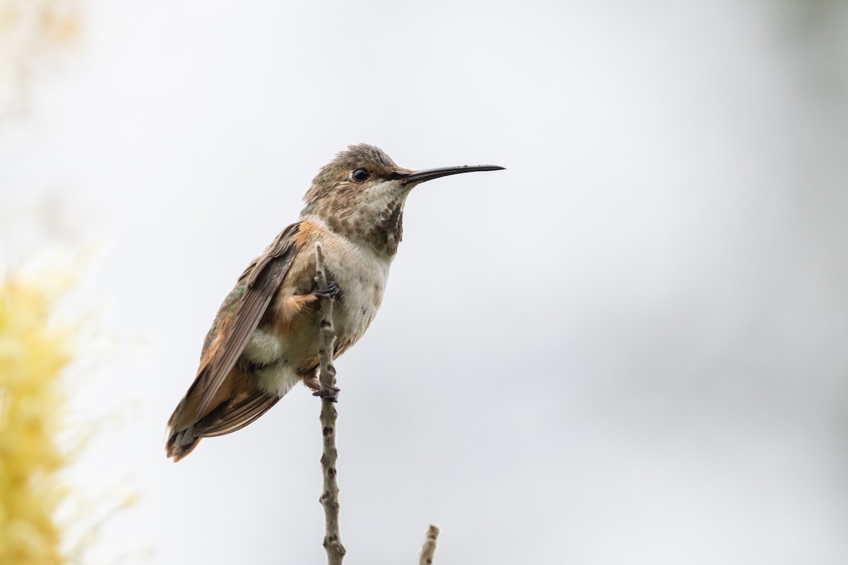 Allen's Hummingbird - ML635073901