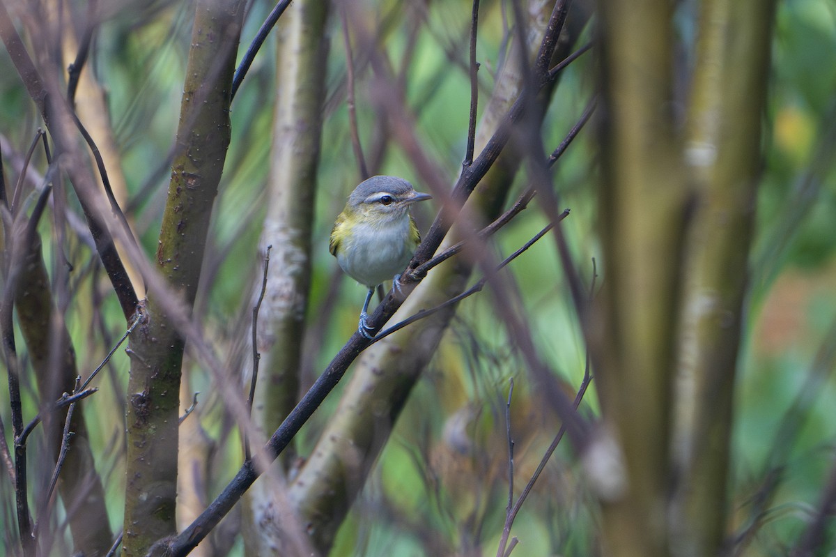 Chivi Vireo (resident) - ML635073949