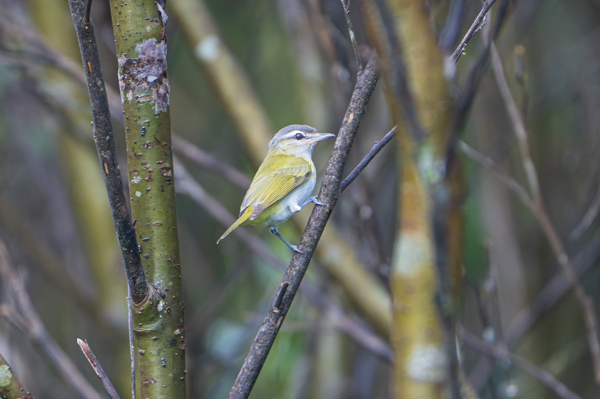 Chivi Vireo (resident) - ML635073950