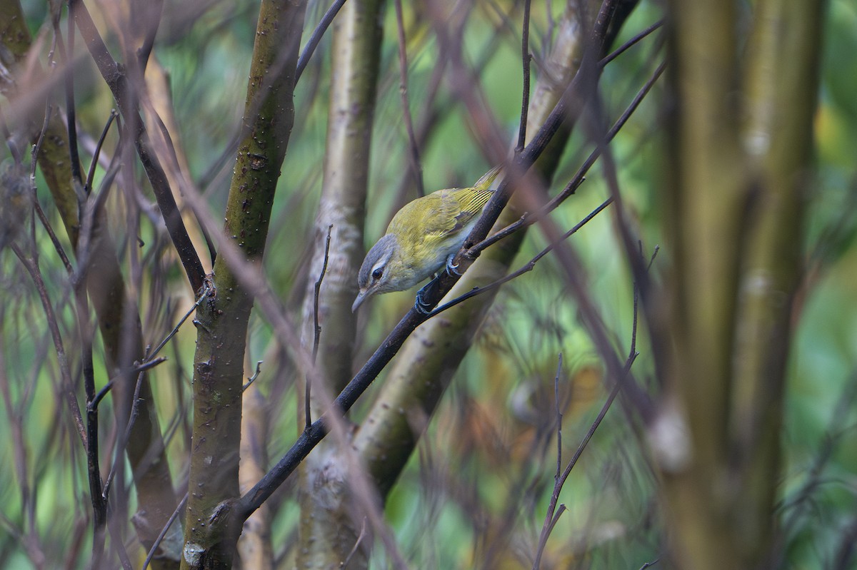 Chivi Vireo (resident) - ML635073951