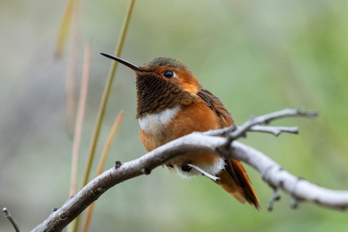Allen's Hummingbird - ML635073952