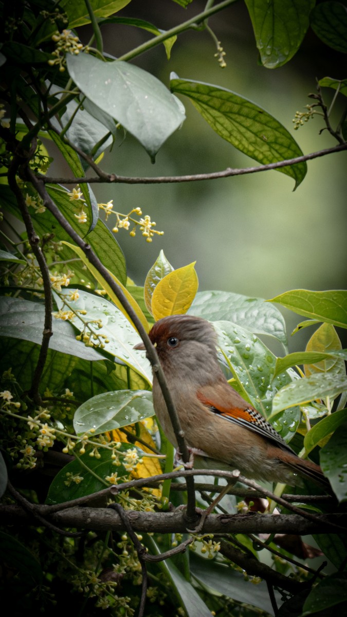 Rusty-fronted Barwing - ML635073953
