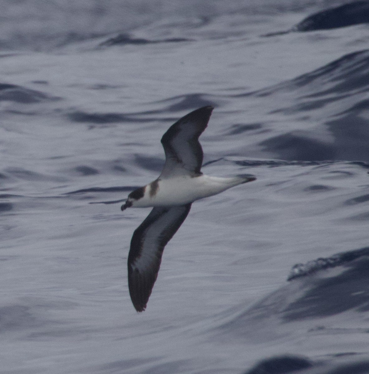 Black-capped Petrel - ML635073984
