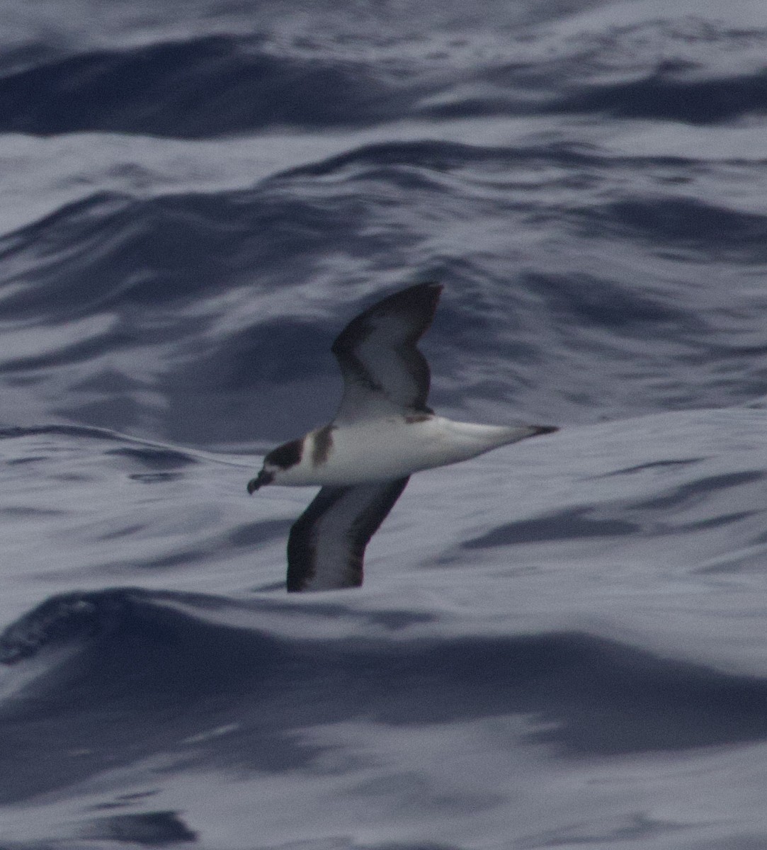 Black-capped Petrel - ML635073985
