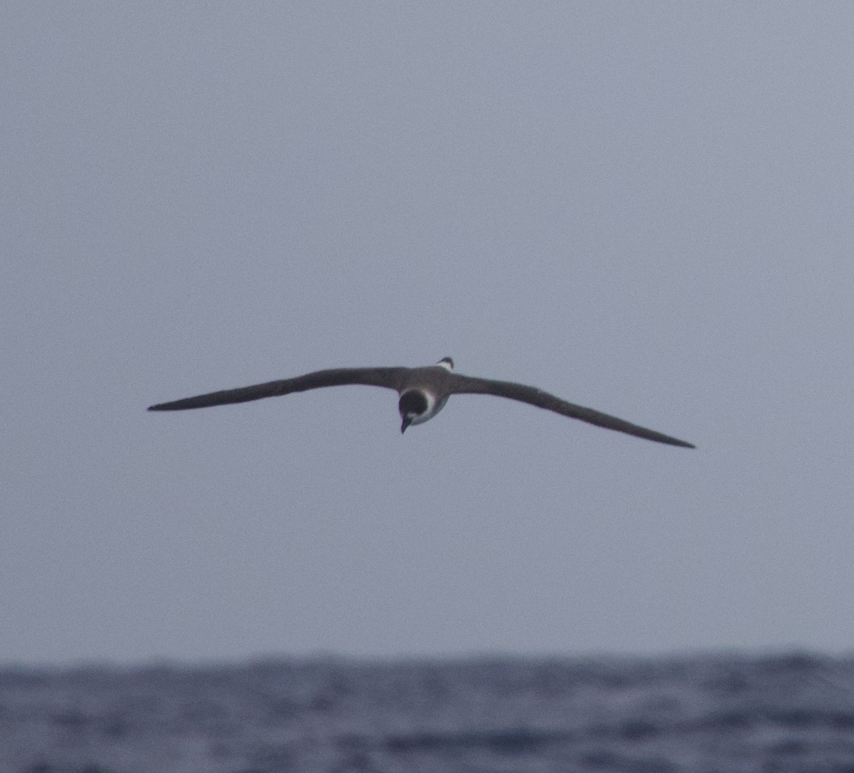Black-capped Petrel - ML635073986