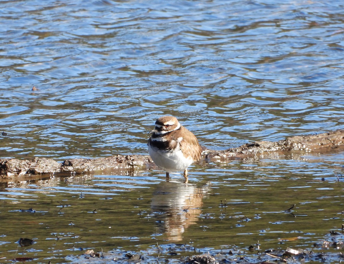 Killdeer - ML635073987