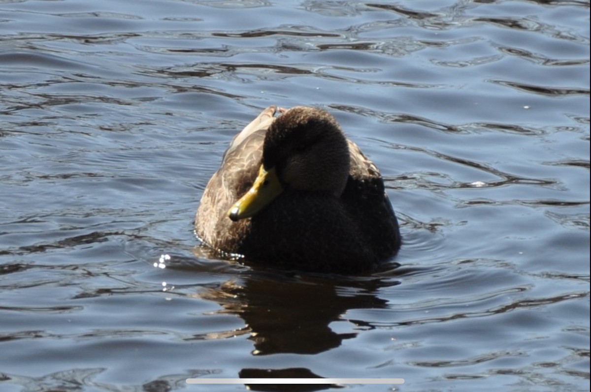 American Black Duck - ML635074035