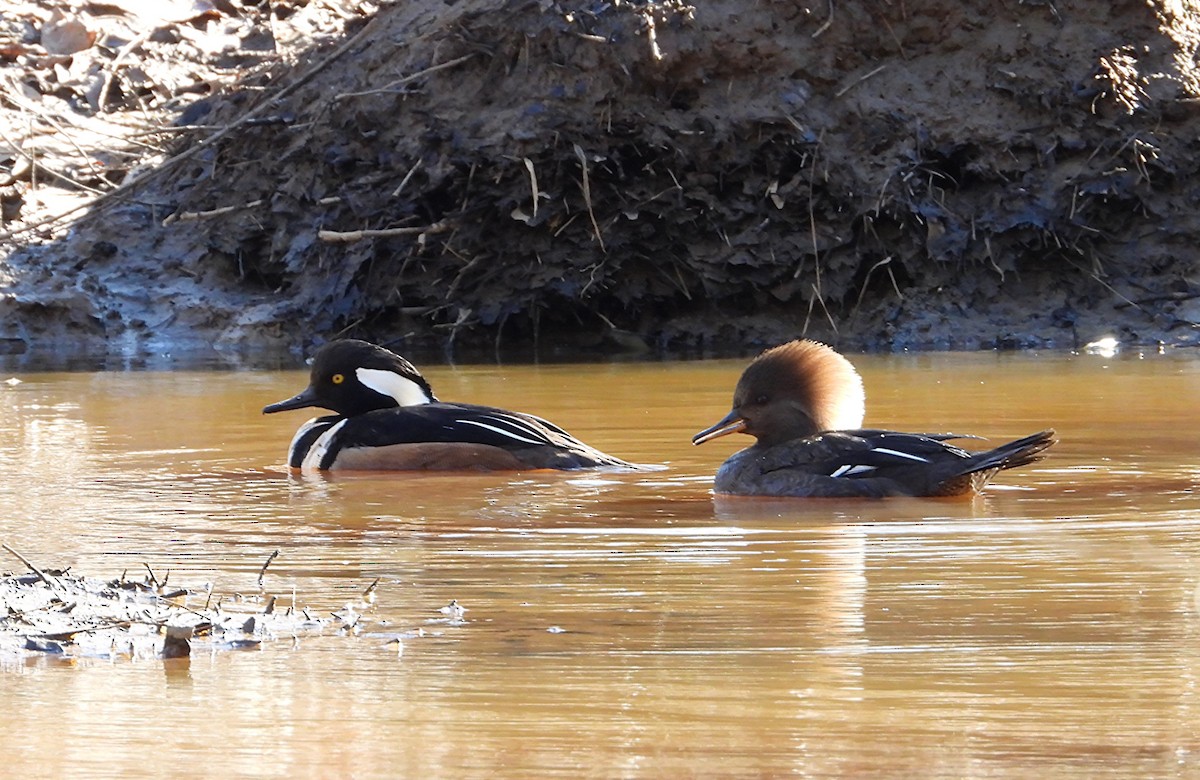 Hooded Merganser - ML635074085
