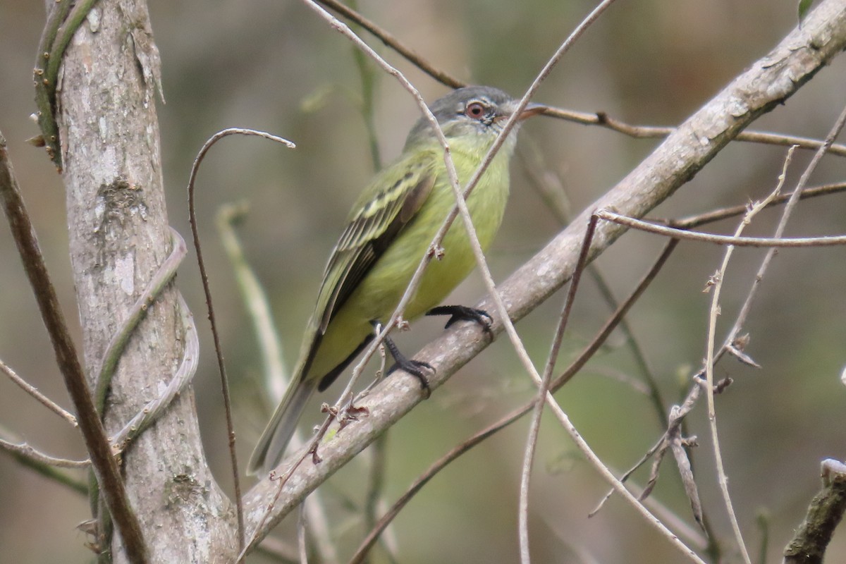 White-fronted Tyrannulet - ML635074099