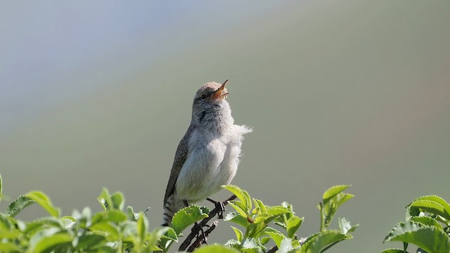 Rock Wren - ML635074113
