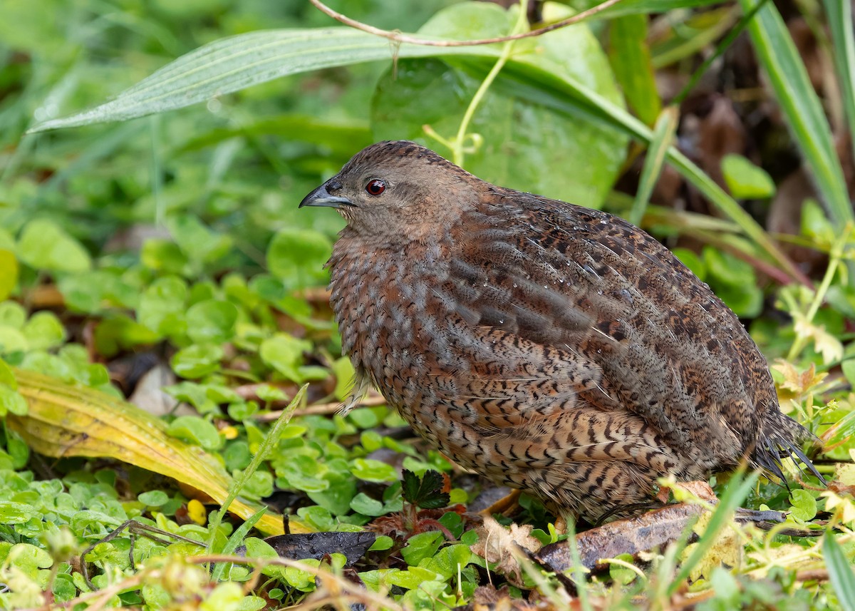 Brown Quail - ML635074171