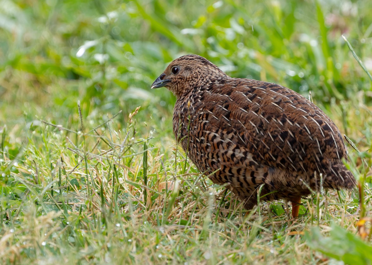Brown Quail - ML635074173