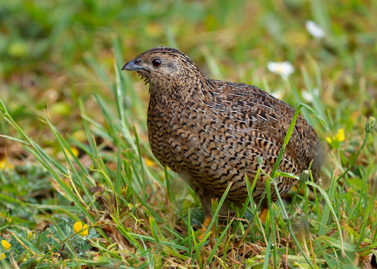 Brown Quail - ML635074175