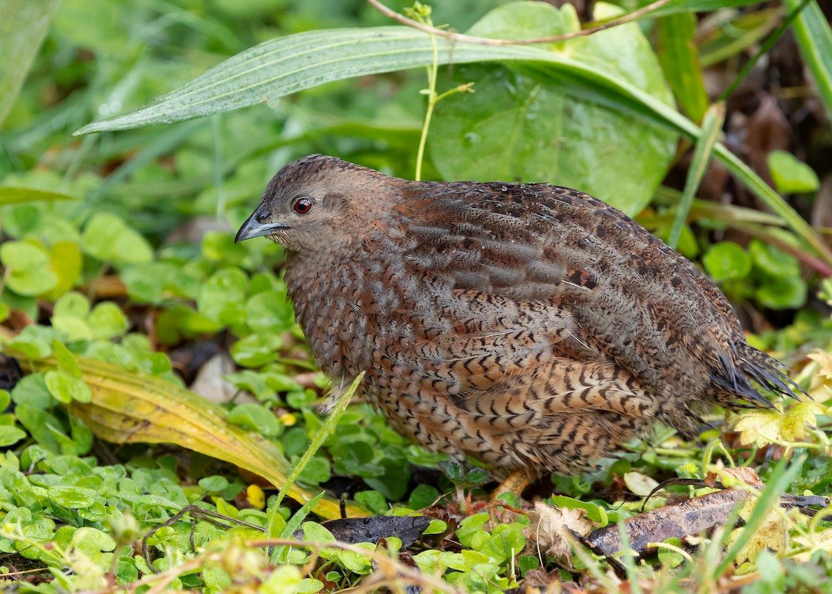 Brown Quail - ML635074177