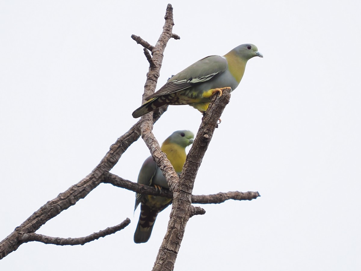 Yellow-footed Green-Pigeon - ML635074209