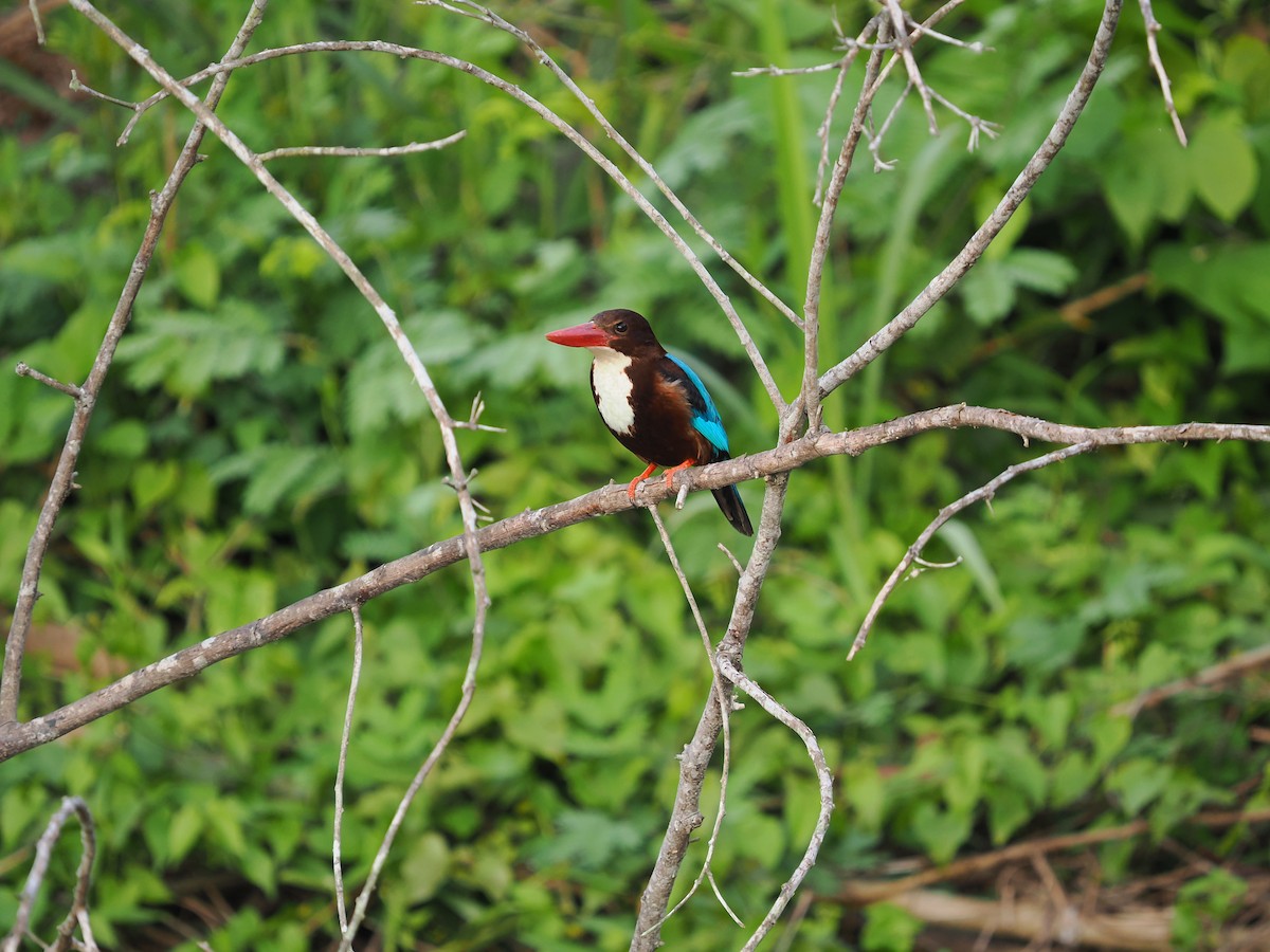 White-throated Kingfisher - ML635074242
