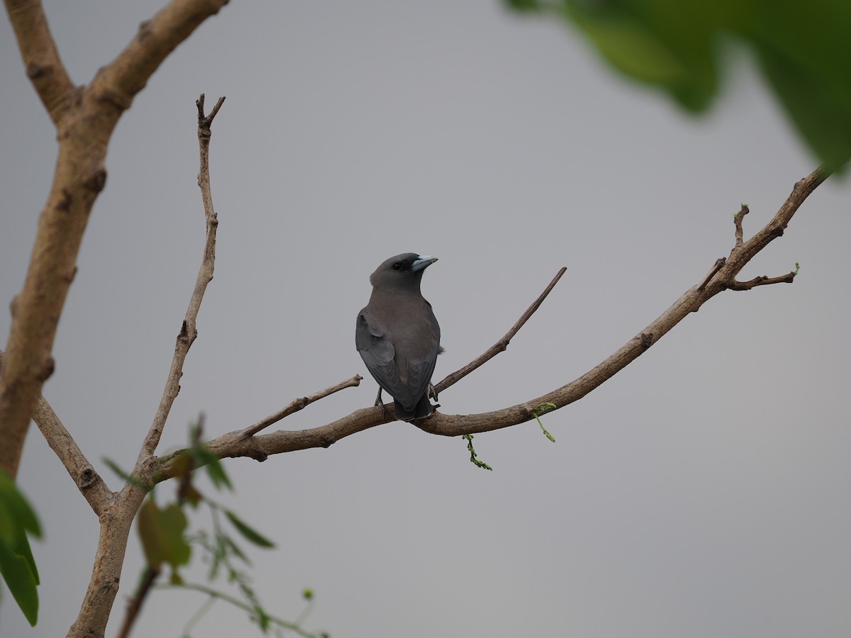 Ashy Woodswallow - ML635074259