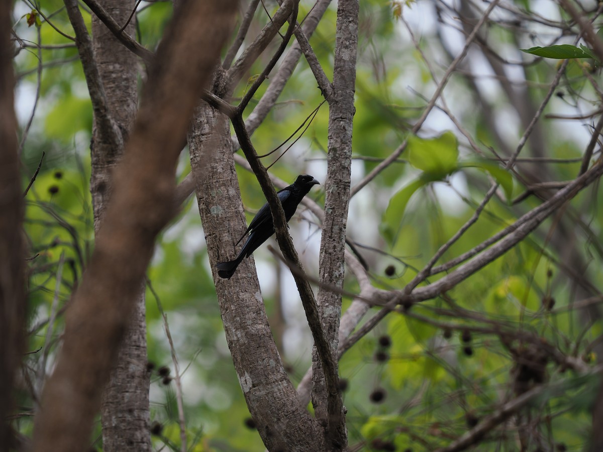 Hair-crested Drongo - ML635074266