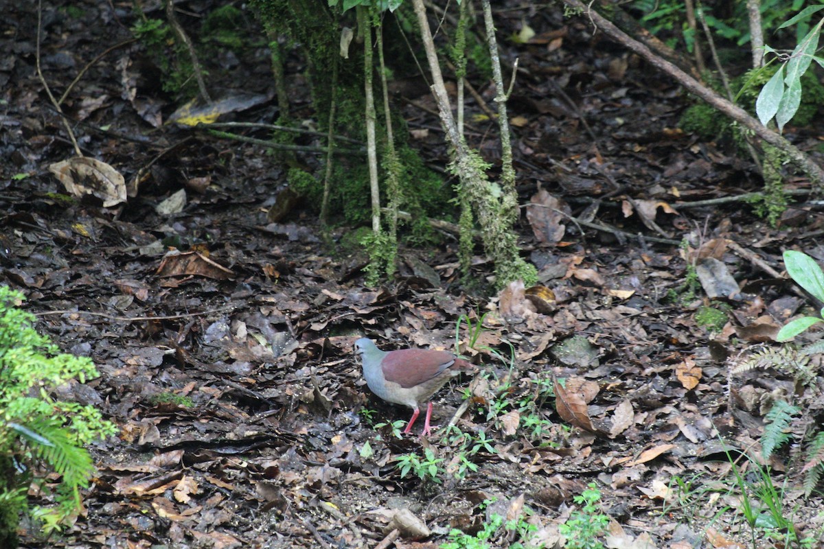 Buff-fronted Quail-Dove - ML635074272