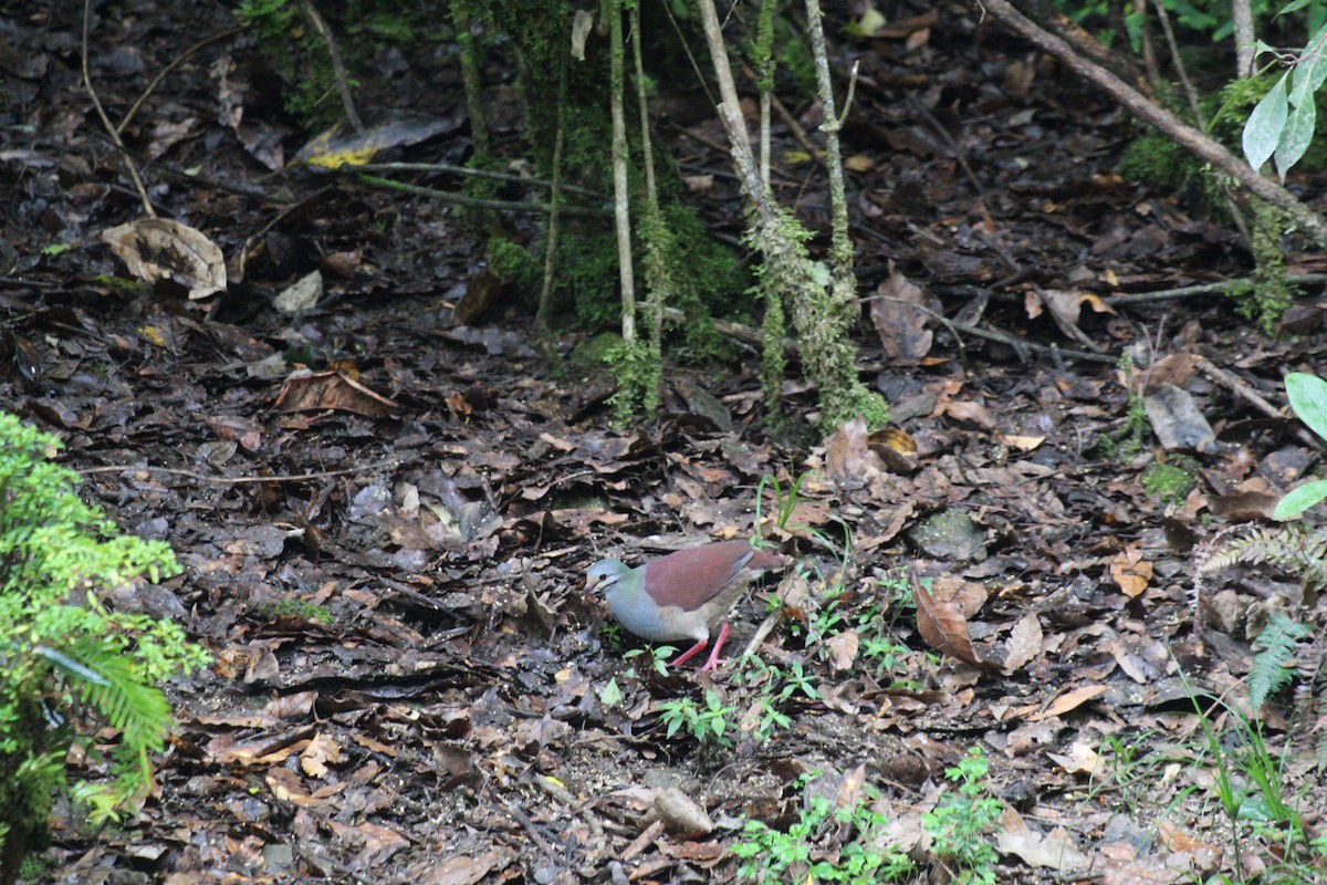 Buff-fronted Quail-Dove - ML635074273
