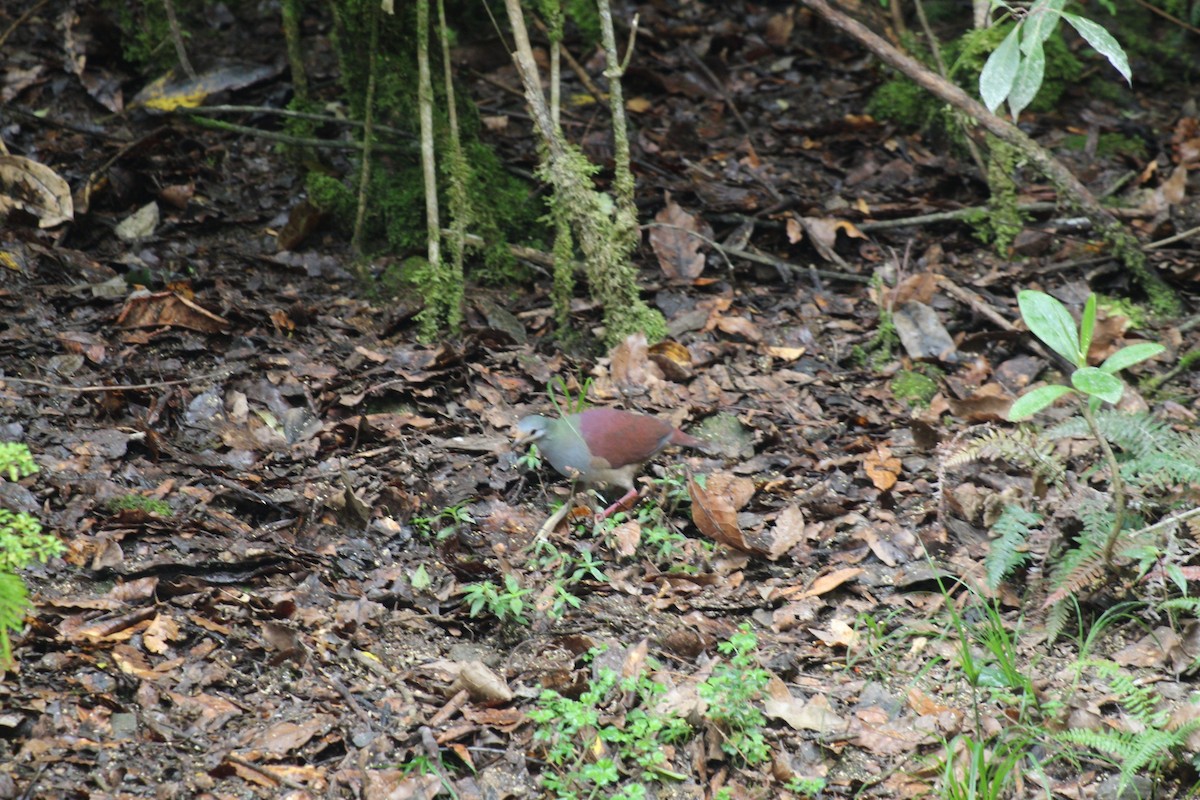 Buff-fronted Quail-Dove - ML635074274