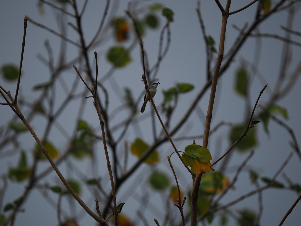 Gray-breasted Prinia - ML635074282